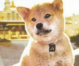 Hachi: A Dog’s Tale