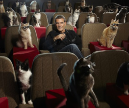 Antonio Banderas hangs out with cats